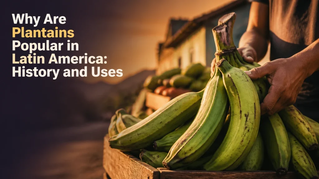 why are plantains popular in latin america